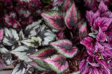 How To Care For A Rex Begonia, Which Is An Excellent Choice For Beginners And Seasoned Gardeners Alike