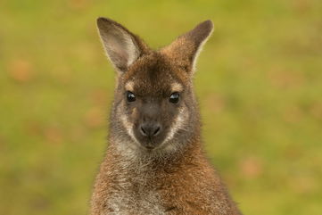 Bushfires And Foxes Are Pushing The Parma Wallaby Closer To Extinction, And Sanctuaries Could Be The Answer To Saving Them