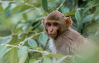 43 Monkeys Escaped From A Research Facility And Residents Are Being Told To Lock Their Doors And Windows