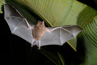 Bats Don’t Get Sick, Despite Being Disease Carriers, And Scientists Now Understand Why This Is