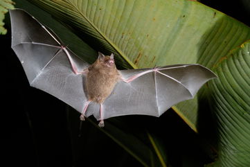 Bats Don’t Get Sick, Despite Being Disease Carriers, And Scientists Now Understand Why This Is