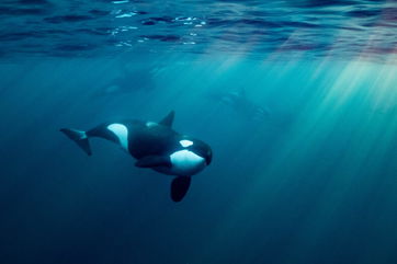 This Orca Mom Has Sadly Been Seen Carrying A Second Dead Calf