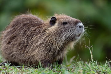 The U.S. Fish And Wildlife Service Says Take A Bite Out Of These Rodents