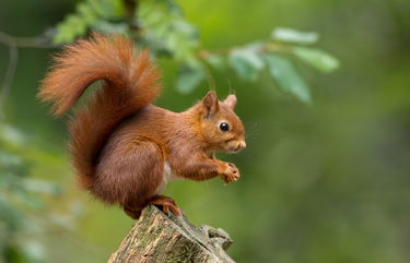 Red Squirrels Fed By Humans Have Experienced Changes To The Shape Of Their Skulls And Lost Muscle Mass