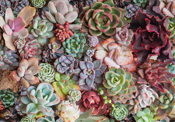 How To Care For An Echeveria, A Low-Maintenance Succulent Prized For Its Rosette Shape