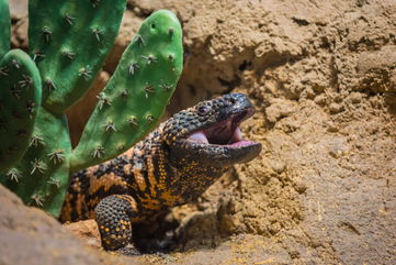 This Desert Dweller Is The Only Venomous Lizard In All Of The United States