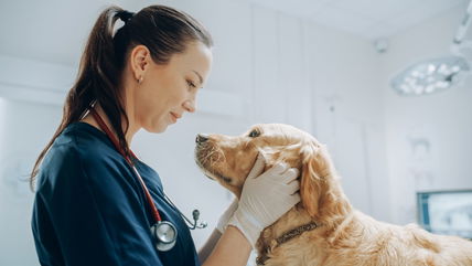 Her Boyfriend Wants To Break Up Since He Wants A Baby And She Wants A Career As A Veterinarian