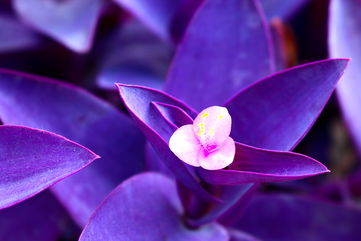 How You Can Care For A Purple Heart Plant, Which Will Make A Striking Statement In Your Home