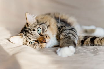 She Gave Up Her Career As A Teacher To Pursue Her Dream Of Creating A Sanctuary For Unadoptable Cats