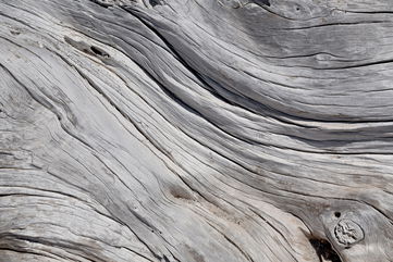 A Nearly 4,000-Year-Old Piece Of Driftwood Could Hold Clues For Fighting Climate Change