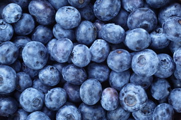 This Sneaky Fungus Is Putting Blueberries At Risk