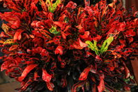 How To Care For A Croton Mammy, Beloved For Its Bold And Fiery Colors