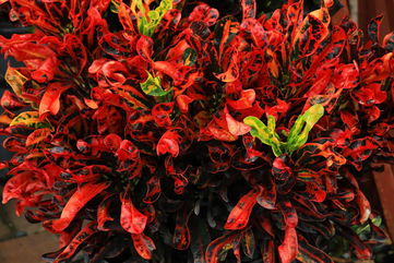 How To Care For A Croton Mammy, Beloved For Its Bold And Fiery Colors