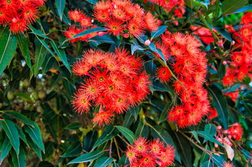 It Took A Lot Of Effort To Get These Dazzling Trees To Where They Are Today