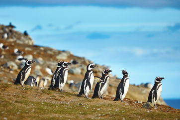 Pumas Massacred Thousands Of Penguins In A Park Created To Protect Them