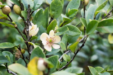 How To Care For A Banana Shrub, Which Will Bring A Touch Of The Tropics Into Your Home