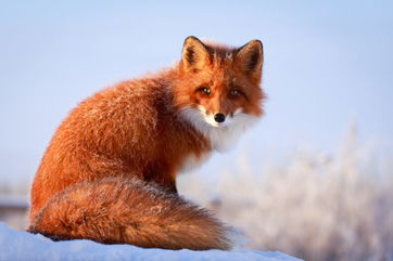 Around 10,000 Years Ago, Neolithic People Ate Foxes And Wildcats