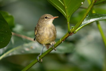 Move Over Mating For Life: Among Birds, Divorce Is Actually Quite Common