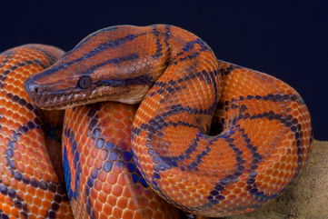 Here’s What It Means If You Dream About Snakes