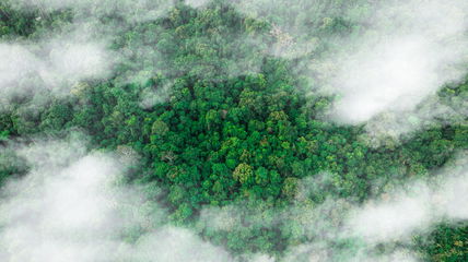 It Turns Out This Mass Extinction Event In A Tropical Cloud Forest Never Happened, Which Means Plants Thought To Be Extinct Are Alive And Well