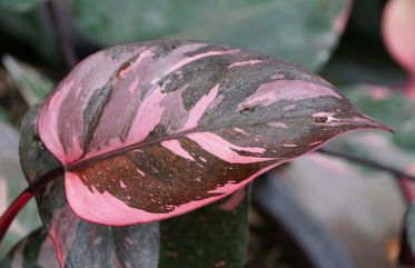 Pretty In Pink: How You Can Care For A Pink Princess Philodendron