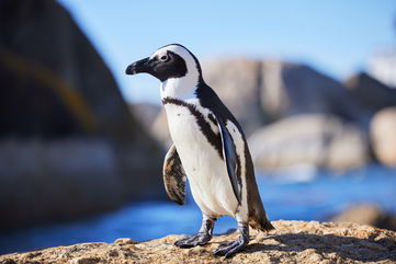 64 Endangered African Penguins Passed Away After Being Stung By Honeybees