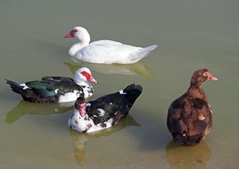 Over 1,000 Years Ago, The Ancient Amazons Fed Ducks