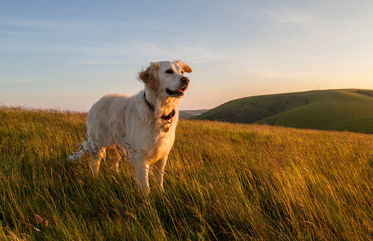 This New Pill Can Help Your Dog Live Longer, And Who Wouldn’t Love To Buy More Time With Their Best Friend?