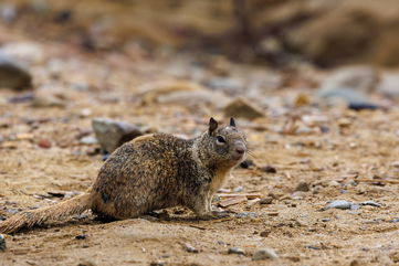 Scientists Have Discovered Carnivorous Squirrels In California