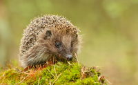 Hedgehogs Are Declining In Europe And They’re At Risk Of Going Extinct