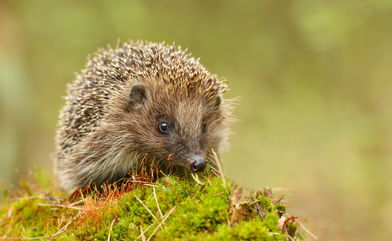 Hedgehogs Are Declining In Europe And They’re At Risk Of Going Extinct