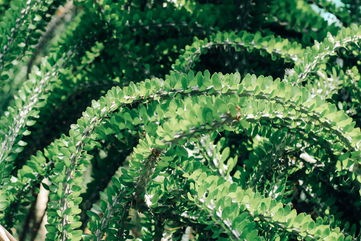 How To Care For The Alluaudia Procera, A Very Unique And Spiny Succulent