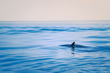 This Critically Endangered Shark Is Being Forced To Adapt To New Habitats Thanks To Climate Change