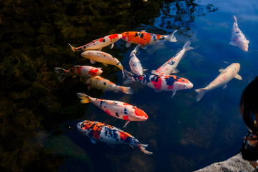 He’s Suing His Neighbor After Her Son Caused Over $5,000 In Damage To His Koi Pond