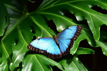 How Butterfly Wings Could Help With Revolutionizing Cancer Diagnosis