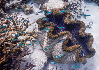 The Giant Clam Is Now Classified As Critically Endangered