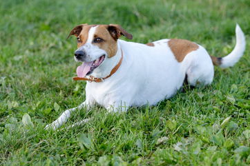 The Danish-Swedish Farmdog Is The Latest Dog Breed To Be Recognized By The AKC