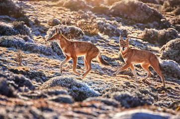 The Rarest Wild Dog In The World Is Now The First Large Carnivore Caught Feeding On Nectar