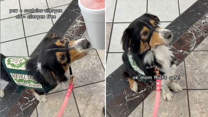 Australian Shepherd Dog Goes Viral for Her Impressive Allergen Detection Skills, Stuns Internet