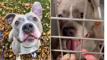 Bear Watched His Best Friend Get Adopted, Now After 5 Long Years Waiting he Wonders if he’s Invisible