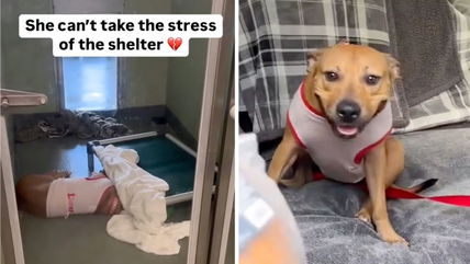 This Shelter Dog’s Tail Never Stopped Wagging —Until She Finally Lost Hope. But Then A Miracle Happened