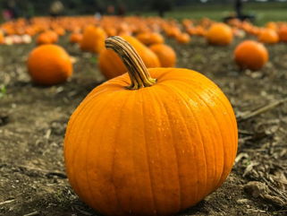 11 Best Pumpkin Products at Costco This Season