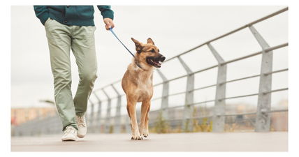 How to Handle Pulling and Improve Your Dog’s Walking Etiquette