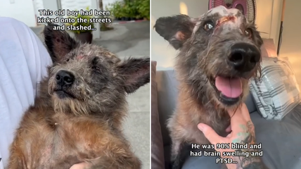 Beaten & Abandoned, Blind Street Dog Proves No Pup Is Beyond Saving