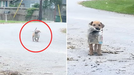 Meet the Puppy That Survived Houston’s Deadliest Streets With Nothing but a Newspaper