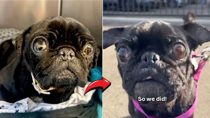 They Thought She Wouldn’t Make It—How One Tiny Pug Proved Everyone Wrong!