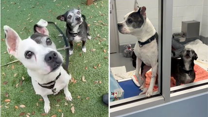 They Lost Their Home and Their Human—Now These Senior Dogs Only Have Each Other