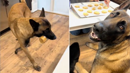 Watch These Brilliant Belgian Malinois Help Their Mom Bake Homemade Dog Treats!