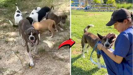 This Street Dog Was Extremely Vicious Until Love Transformed Her—Now She Is Happy & Friendly