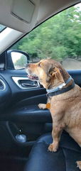 Pet Safety on the Road: The Importance of Adjusting GPS Settings